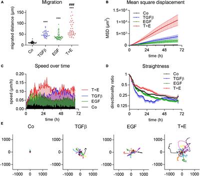 EGF Induces Migration Independent of EMT or Invasion in A549 Lung Adenocarcinoma Cells